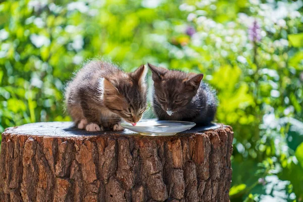 Gray Little Kittens Eats Milk Food Glass Plate Summer Day — Fotografia de Stock
