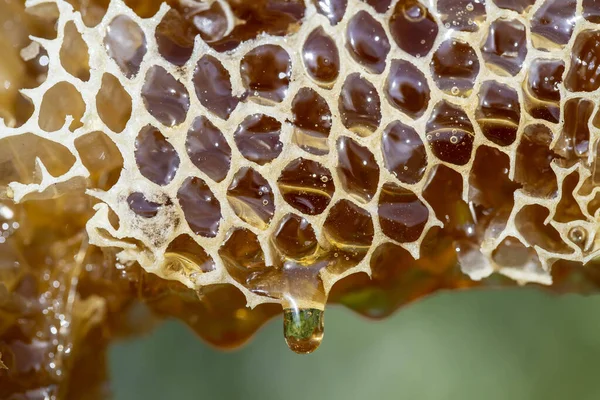 Honey dripping from honey comb on nature background, close up. Thick honey dripping from the honeycomb. Healthy food concept