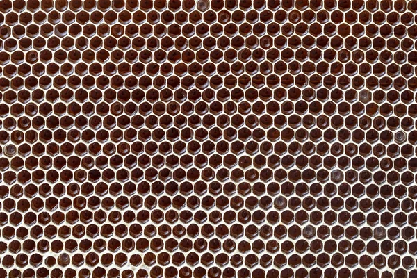 Closeup Honeycomb Honey Background Texture Pattern Section Wax Honeycomb Bee — Foto Stock