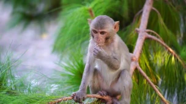 在越南大农市附近的热带雨林里 年幼的野生猴子在一棵针叶树上 野生猴子家族在大自然中 — 图库视频影像