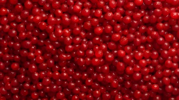 Harvest Red Viburnum Guelder Rose Close Top View Beautiful Texture — Vídeos de Stock