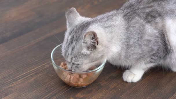 可爱的灰猫吃玻璃碗里的湿食物 走近点 健康的猫吃有食欲的食物 — 图库视频影像
