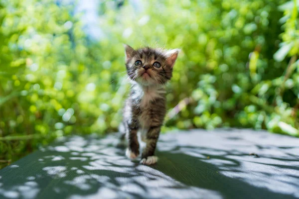 Pequeno Gatinho Cinzento Recém Nascido Está Esperando Gato Bonitos Animais — Fotografia de Stock