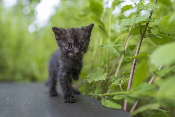Novorozeně Černé Šedé Koťátko Čeká Kočku Roztomilý Domácí Mazlíčci Zavřete — Stock fotografie