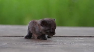 Yeni doğmuş küçük gri kedi yavrusu kediyi bekliyor. Şirin, komik ev hayvanları. Evcil hayvanı kapatın. Yavru kedi üç haftalık.