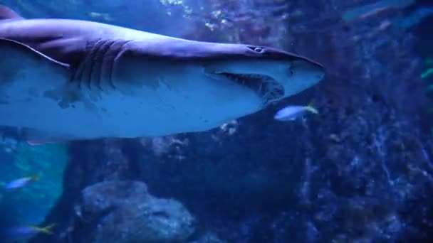 Close Great Shark Swimming Underwater Inhabitants Sea World — Stock Video