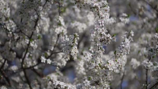Spring Cherry Plum Tree Blooms White Flowers Flowering Tree Orchard — Vídeo de stock