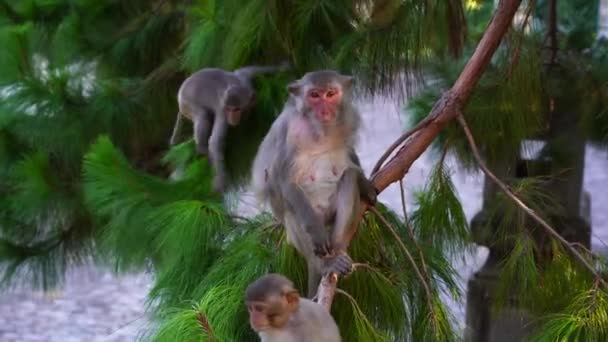 Family Wild Monkeys Coniferous Tree Rainforest City Nang Vietnam Wild — Stok Video