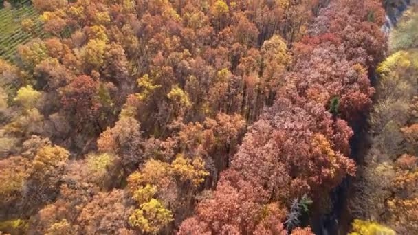 Vue Aérienne Paysage Forestier Automne Par Temps Ensoleillé Fond Naturel — Video