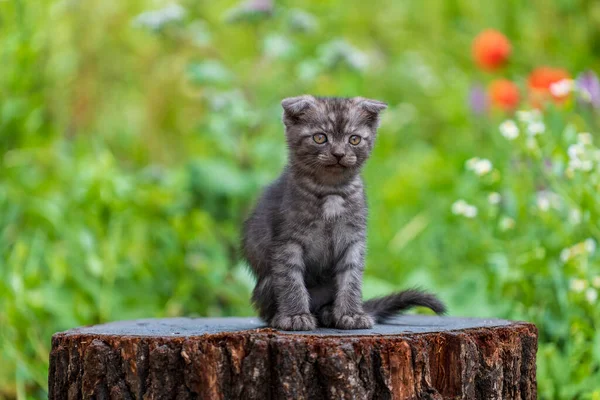 小灰猫在等猫 有趣的家养宠物 把家畜关起来 2个月大的小猫生活在大自然中 — 图库照片