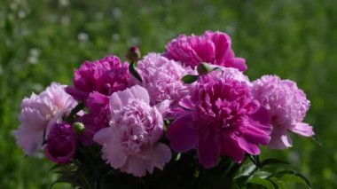 Bahçede güzel bir buket çiçek, pembe şakayıklar, Ukrayna. Rüzgarda sallanan renkli şakayıklar, yaklaşın