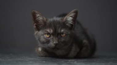 Siyah arka planda küçük siyah bir kedi yavrusu. Üç aylık yavru kedi, kapalı bir yerde. Şirin, komik ev hayvanları. Evcil hayvanı kapatın.