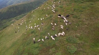 Large herd of wild sheep rams are walking along high Carpathians mountain slope in summer, Ukraine, Europe. Concept of nature and environment