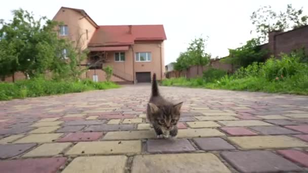 Ένα Μικρό Γκρι Γατάκι Τρέχει Στην Αυλή Χαριτωμένο Γατάκι Ένα — Αρχείο Βίντεο