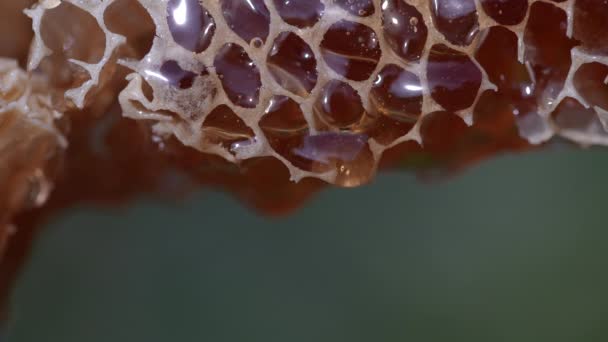 Honey Dripping Honey Comb Nature Background Close Thick Honey Dripping — Stok video