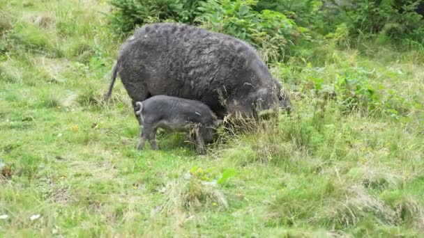 Group Wild Black Boars Children Mountain Forest Carpathians Summer Ukraine — Video