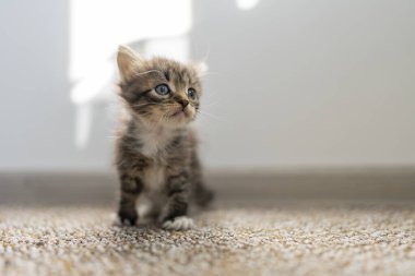 Yeni doğmuş küçük gri kedi yavrusu kediyi bekliyor. Şirin, komik ev hayvanları. Evcil hayvanı kapatın. Evde, evde bir aylık bir yavru kedi.
