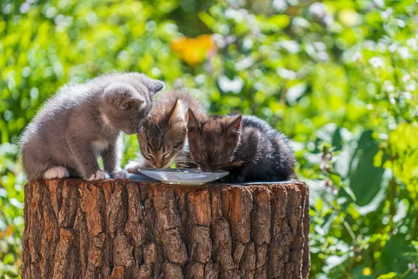 Gray Little Kittens Eats Milk Food Glass Plate Summer Day — 스톡 사진