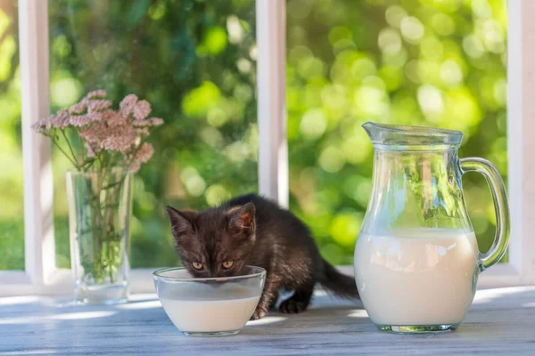 Black Little Kitten Eats Milk Food Glass Bowl Windowsill Window — Stockfoto