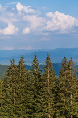 Green forest with fir trees and a meadow near mountain village Dragobrat, Western Ukraine, Europe. Beautiful nature of the Carpathian mountains on a sunny day in summer. Aerial drone shot landscape