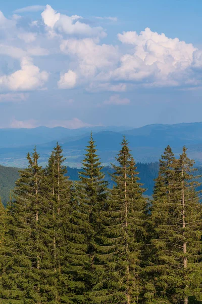 Green Forest Fir Trees Meadow Mountain Village Dragobrat Western Ukraine — 图库照片