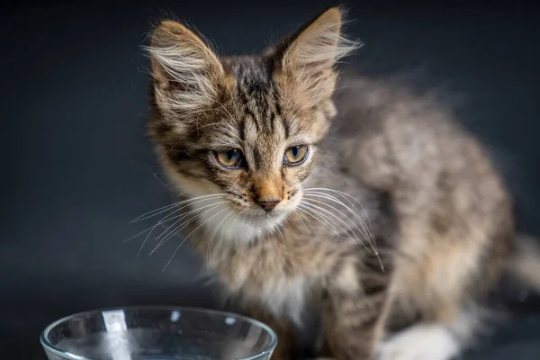 少し灰色の子猫は黒の背景にガラス板からミルクフードを食べます 2ヶ月の寿命で 屋内で子猫 かわいい面白い家のペット 家畜を閉鎖する — ストック写真