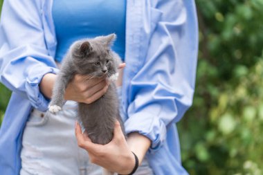 Küçük gri kedi yavrusu bir kızın ellerinde. Doğada, açık havada iki aylık bir yavru kedi. Şirin, komik ev hayvanları. Evcil hayvanı kapatın.