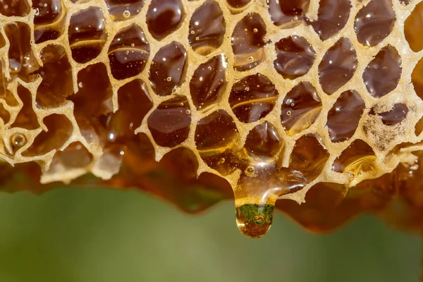 Honey dripping from honey comb on nature background, close up. Thick honey dripping from the honeycomb. Healthy food concept