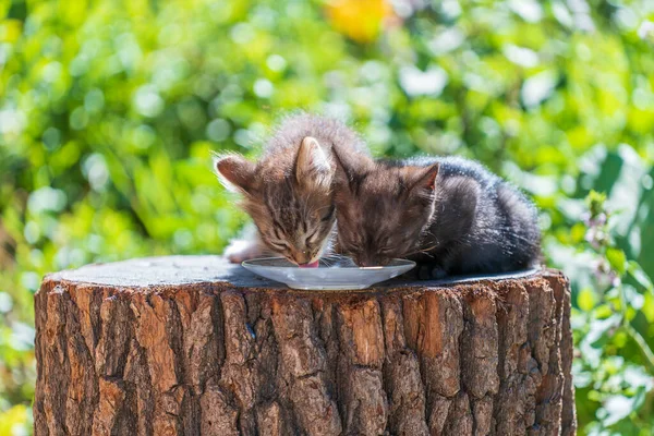 Gray Little Kittens Eats Milk Food Glass Plate Summer Day — Stock Photo, Image