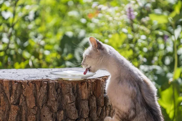 Gray Cat Eats Milk Food Glass Plate Summer Day Garden — 스톡 사진