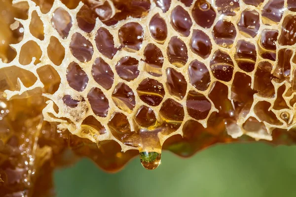 Honey dripping from honey comb on nature background, close up. Thick honey dripping from the honeycomb. Healthy food concept
