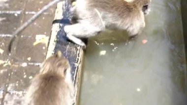 Vahşi maymunlar Ubud, Bali, Endonezya 'daki kutsal maymun ormanlarında havuzda banyo yapıp oynuyorlar. Maymun orman parkı seyahat yerleri ve Asya 'da maymunların vahşi yaşam ortamında yaşadıkları turistik yerler.