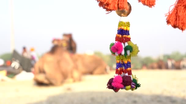 Decorative Ornaments Colored Threads Beads Hanging Umbrella Time Pushkar Camel — Stok video