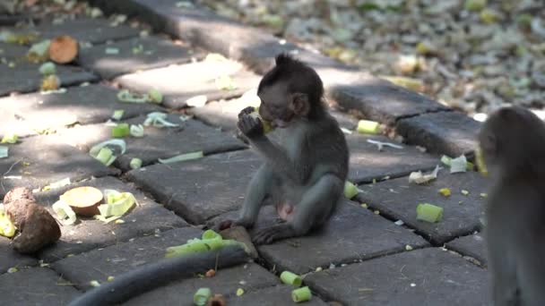 Família Macacos Selvagens Floresta Macacos Sagrados Ubud Ilha Bali Indonésia — Vídeo de Stock
