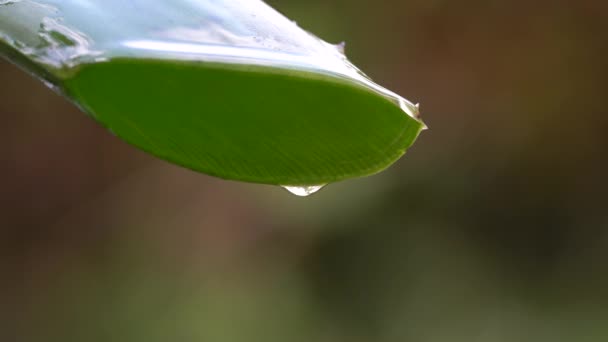Zielony Liść Aloesu Kapaniem Soku Zbliżenie Kropla Aloesu Pojęcie Medycyny — Wideo stockowe