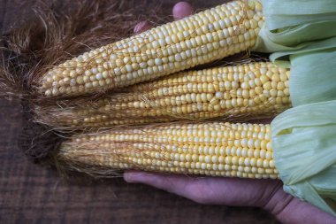 Raw sweet corn in man hand. Top view, close up, copy space . Healthy food concept