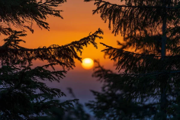 Green Fir Trees Morning Sun Carpathian Mountains Sunrise Summer Ukraine — Photo