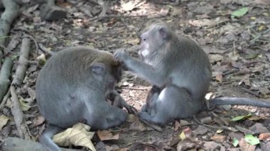 Ubud, Bali, Endonezya 'daki kutsal maymun ormanlarında vahşi maymun ailesi. Maymun orman parkı seyahat yerleri ve Asya 'da maymunların vahşi yaşam ortamında yaşadığı turistik yerler.