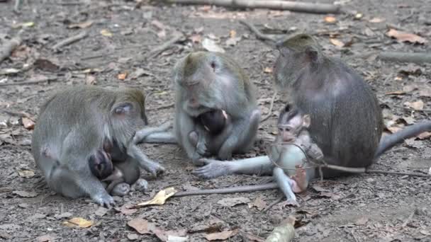 Familia Monos Salvajes Bosque Sagrado Monos Ubud Isla Bali Indonesia — Vídeos de Stock