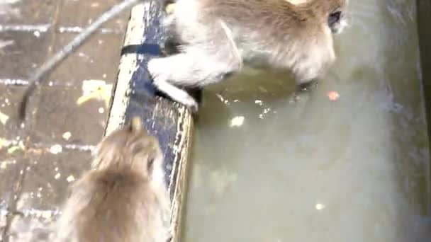 Scimmie Selvatiche Fanno Bagno Giocano Nello Stagno Nella Foresta Sacra — Video Stock