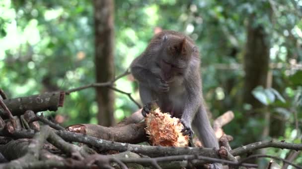 Famiglia Scimmie Selvatiche Nella Foresta Sacra Scimmie Ubud Isola Bali — Video Stock