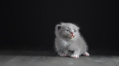 Yeni doğmuş küçük gri kedi yavrusu kediyi bekliyor. Şirin, komik ev hayvanları. Evcil hayvanı kapatın. Yavru kedi iki haftalık.
