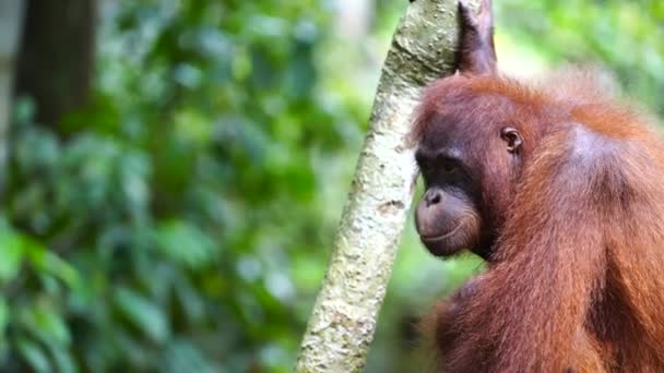 Дикий Исчезающий Орангутанг Тропических Лесах Острова Борнео Малайзия Крупным Планом — стоковое видео