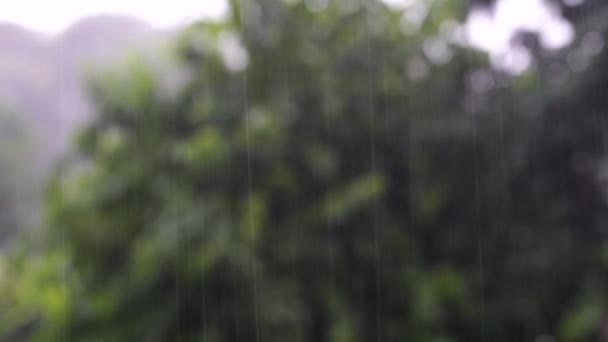Tropical Rain Drops Falling Green Tree Leaves Garden Tanzania East — Stockvideo