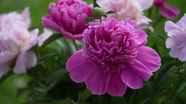 Prachtig Boeket Bloemen Roze Pioenrozen Tuin Oekraïne Kleurrijke Pioenrozen Zwaaien — Stockvideo