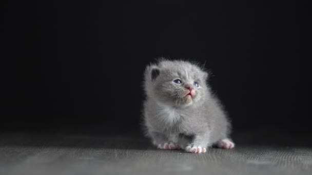 Lilla Nyfödda Grå Kattunge Väntar Katten Söta Roliga Husdjur Närbild — Stockvideo