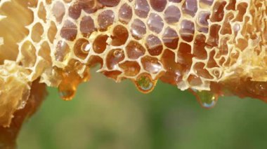Bal damlıyor bal tarağından doğa arka planına, yakın çekim. Bal peteğinden damlayan kalın bal. Sağlıklı gıda konsepti