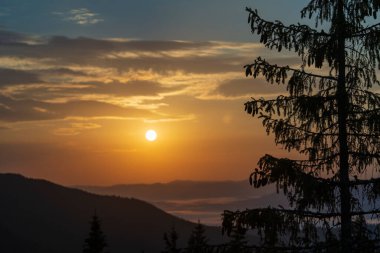Green fir trees, morning sun and Carpathian mountains at sunrise in the summer. Ukraine, Europe. Nature and environment concept