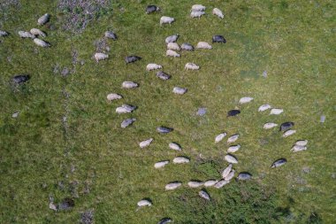 Large herd of wild sheep rams are walking along high Carpathians mountain slope in summer, Ukraine, Europe. Concept of nature and environment