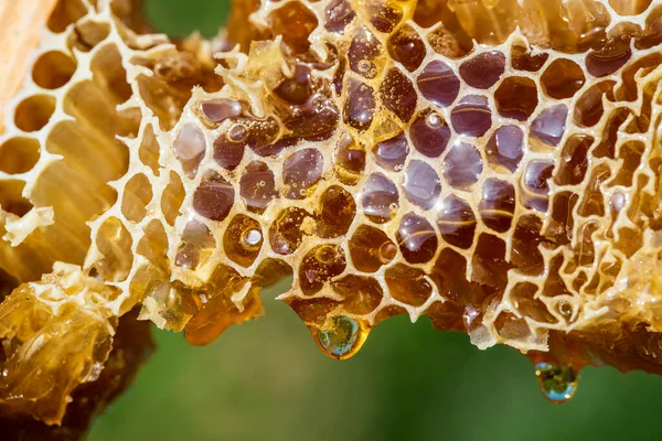 Honey Dripping Honey Comb Nature Background Close Thick Honey Dripping — Stock Fotó